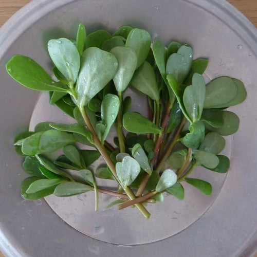 Postelein Groene gewone