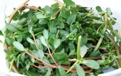 Purslane Green common