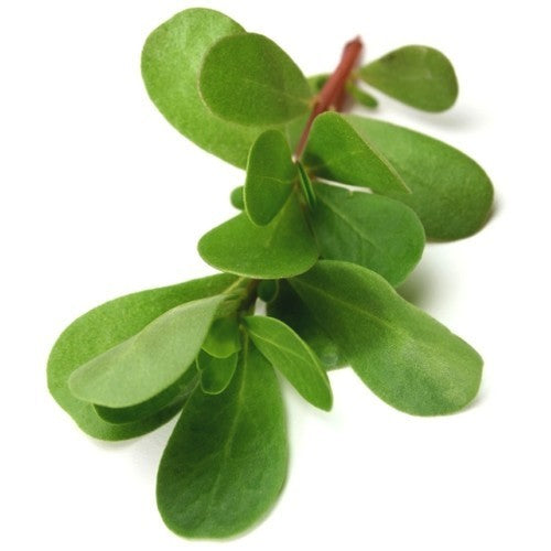 Purslane Green common