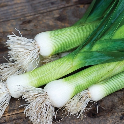 Leek 'Chef's White