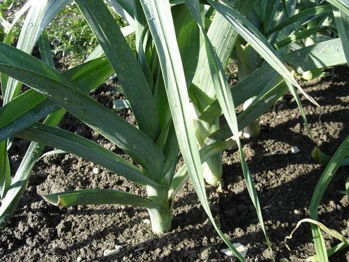 Leek 'Bulgarian Giant'