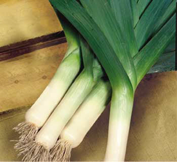 Leek 'Bulgarian Giant'