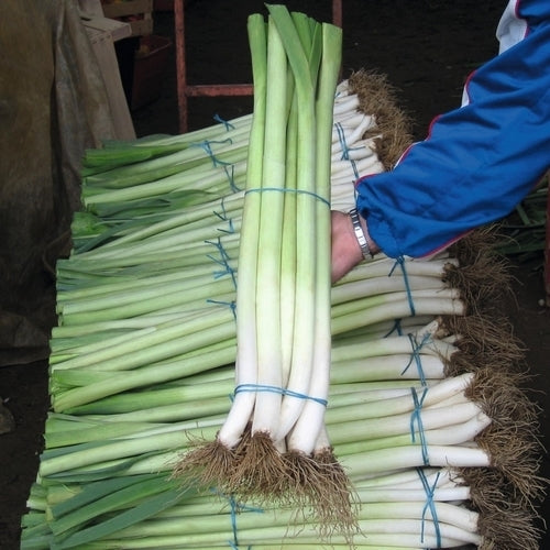 Leek 'Bulgarian Giant Lincoln'