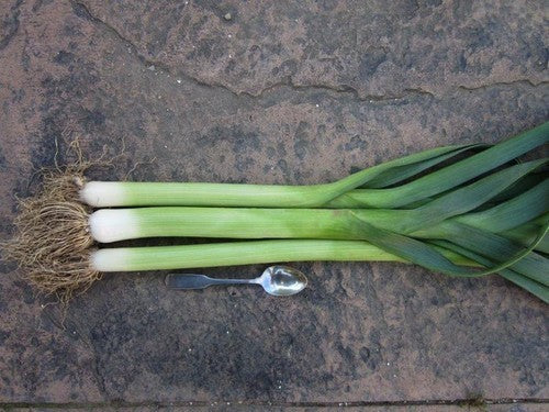 Prei 'King Richard'
