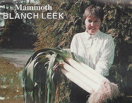 PREI 'Mammoth Blanch'