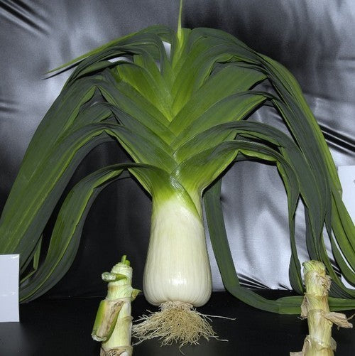 Leek 'Mammoth Pot Leek'
