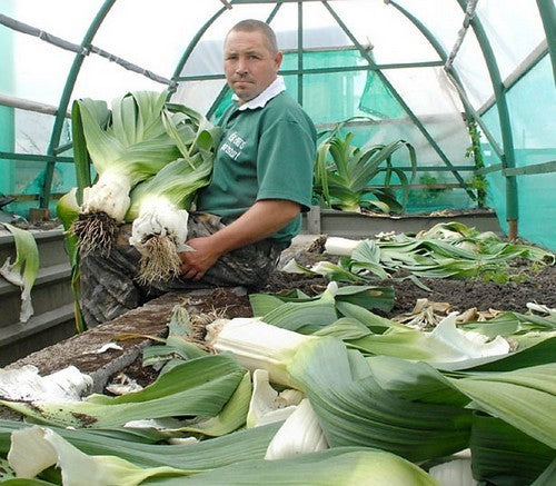 Leek 'Mammoth Pot Leek'