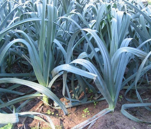 Prei 'Blauwgroene Winter Sel. Farinto'
