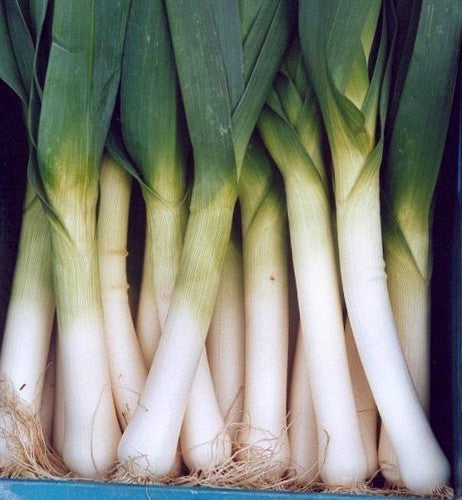 Leek 'Bluegreen Winter Sel. Forrest'