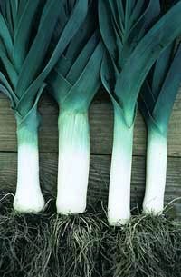 Prei 'Siegfried Frost' / 'Winterreuzen 3' / 'Luikse' /