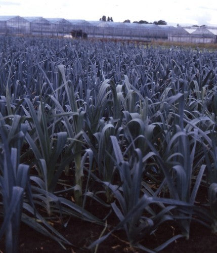Prei 'Saint Victor' / 'Bleu de Solaise'