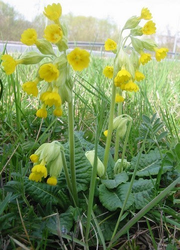 Primula-Lettuce