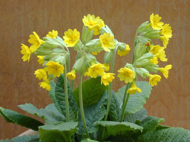 Primula-Lettuce