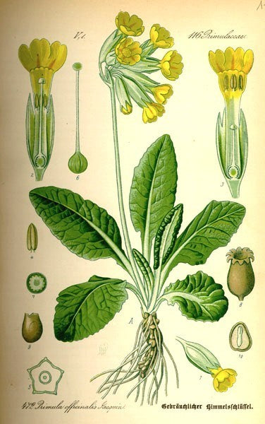 Primula-Lettuce