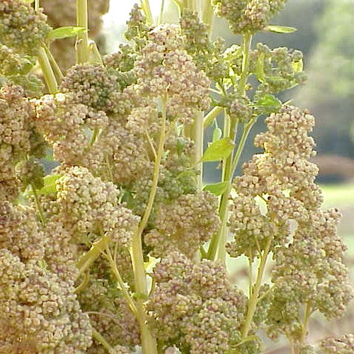 Quinoa 'Puno'