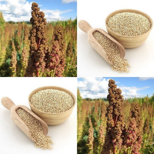Quinoa 'Vikinga'