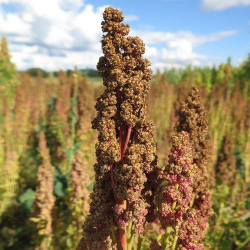 Quinoa 'Vikinga'