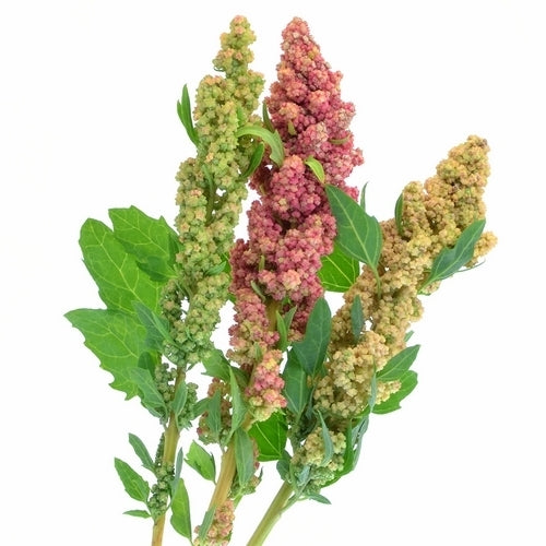 Quinoa 'Sandoval Mix'
