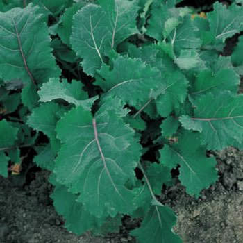 Turnip Greens 'Blauwe Groninger'