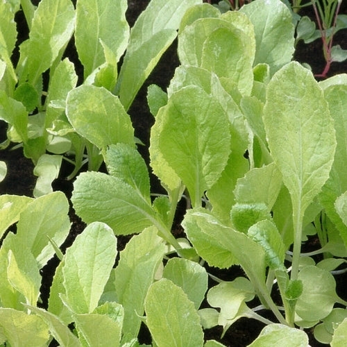 Raapstelen 'Gele' / 'Yellow Tender'