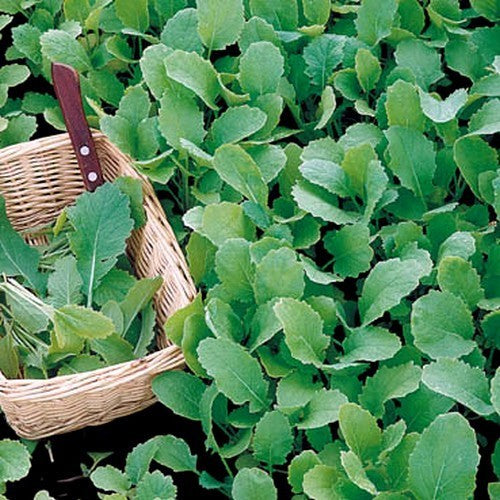Raapstelen 'Gewone Groene'