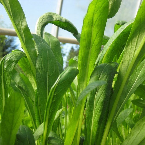 Mibuna 'Early'