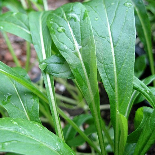 Mibuna 'Early'
