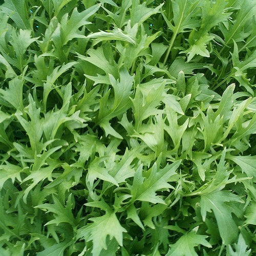 Mizuna 'Green Leaved'