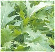 Mizuna 'Green Leaved'