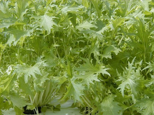Mizuna 'Green Leaved'