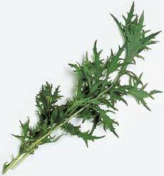 Mizuna 'Green Leaved'
