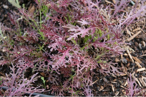 Mizuna 'Red Fineleaved'
