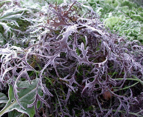 Mizuna 'Red Fineleaved'
