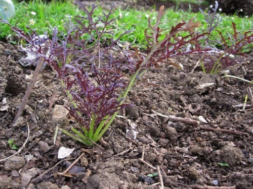 Mizuna 'Red Fineleaved'