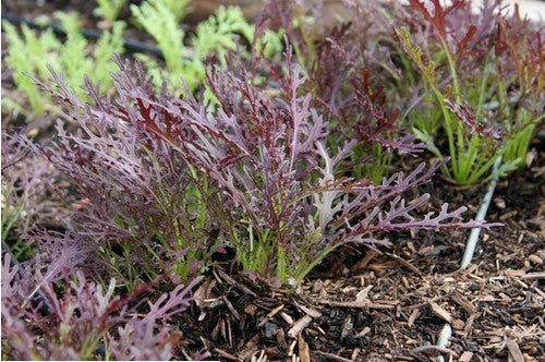 Mizuna 'Red Fineleaved'