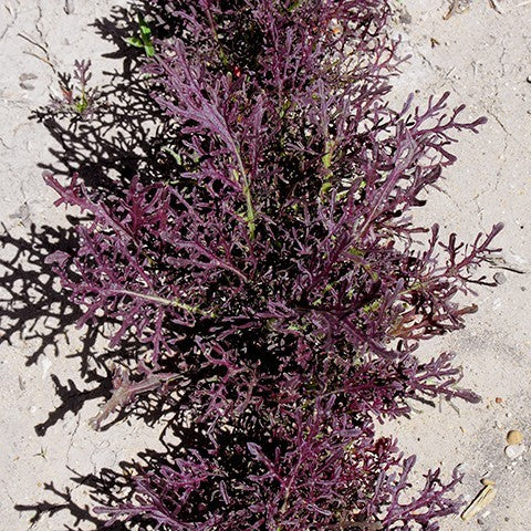Mizuna 'Red Fineleaved'