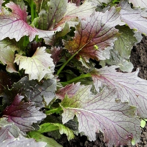 Mizuna 'Red Knight' F1