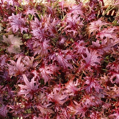 Mizuna 'Red Ruble'