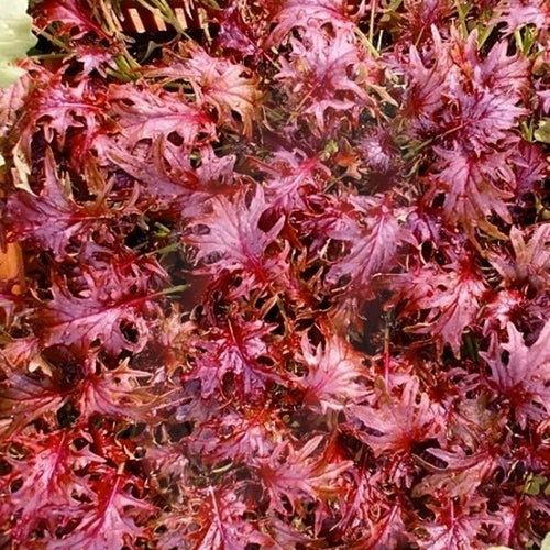 Mizuna 'Red Ruble'