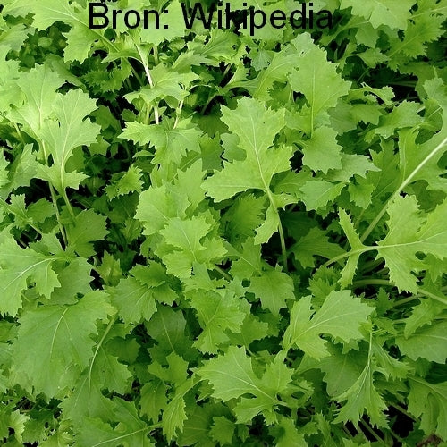 Raapstelen 'Namenia' / 'Bladmoes'