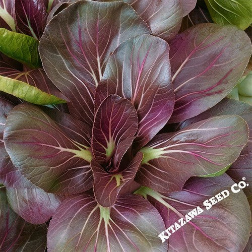 Turnip Greens 'Scarlet Red' (Tah Tsai Type)