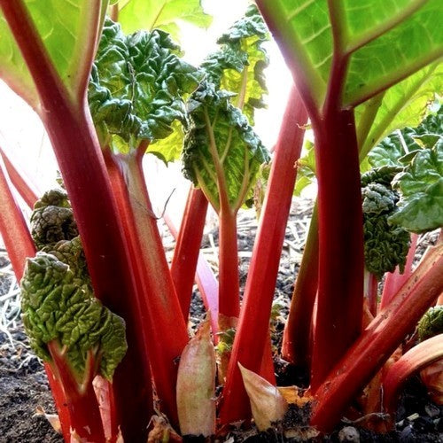 Rhubarb 'Victoria'