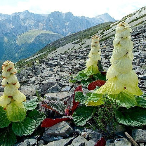 Rabarber, Sikkim