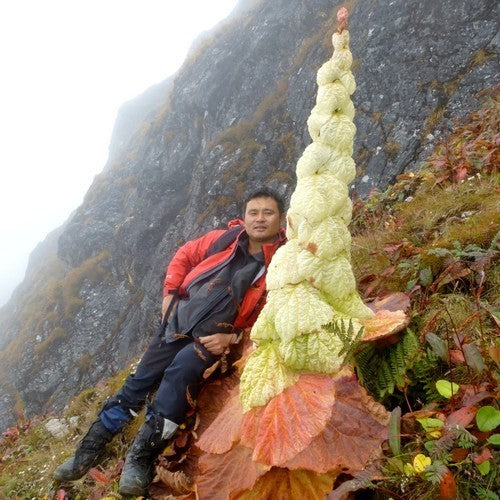 Rabarber, Sikkim