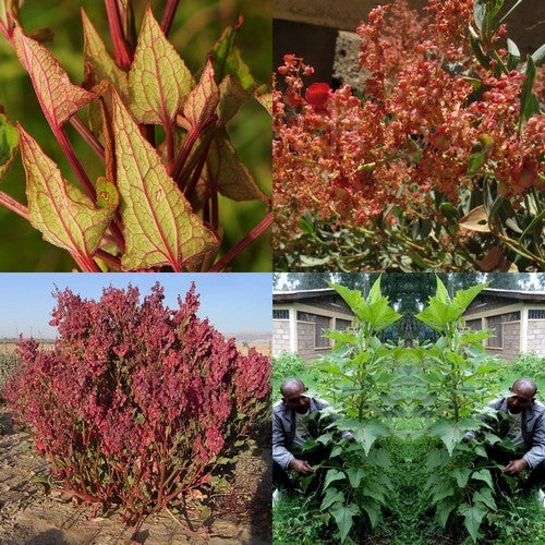 Gabonese Sorrel