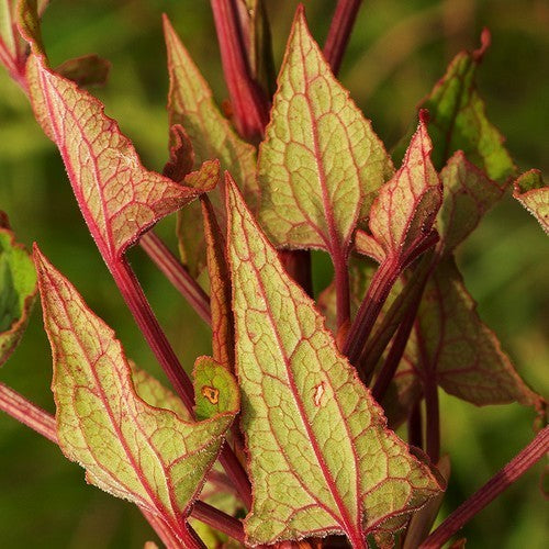 Gabonese Sorrel