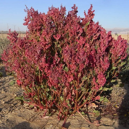 Gabonese Sorrel