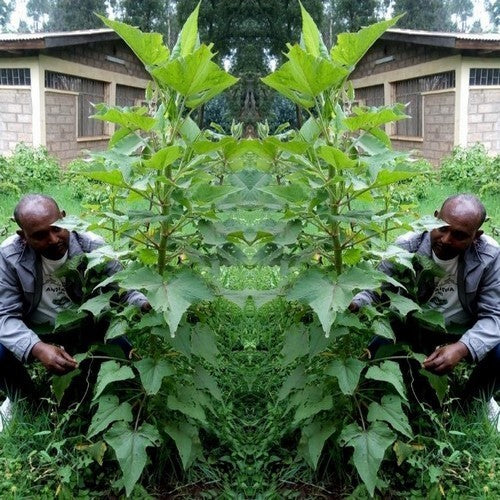 Gabonese Sorrel