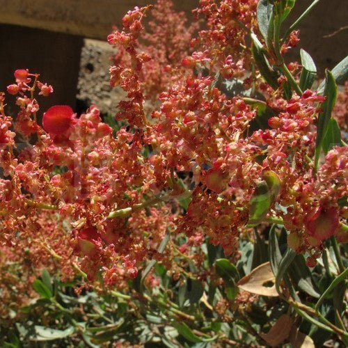 Gabonese Sorrel