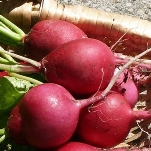 Giant Radish 'Big Ben' / 'Riesenbutter' / 'Jumbo Scarlet'